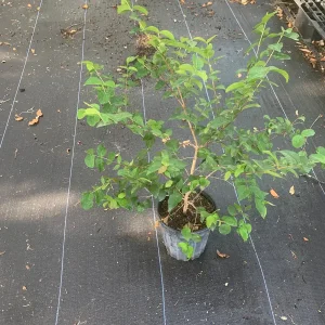 Surinam Cherry Black Star Live Plant – Mature Bush with Sweet Black Fruit – 1.5-3 ft - Image 1