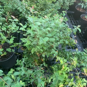 Surinam Cherry Black Star Live Plant – Mature Bush with Sweet Black Fruit – 1.5-3 ft - Image 4