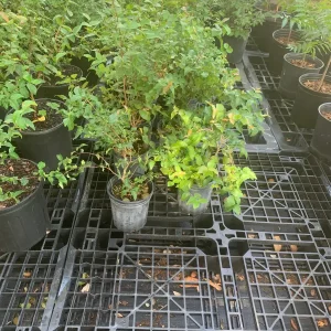 Surinam Cherry Black Star Live Plant – Mature Bush with Sweet Black Fruit – 1.5-3 ft - Image 5