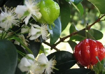 Surinam Cherry Live Plant – 3 to 4 Feet Tall – Ships in 3 Gallon Pot - Image 1