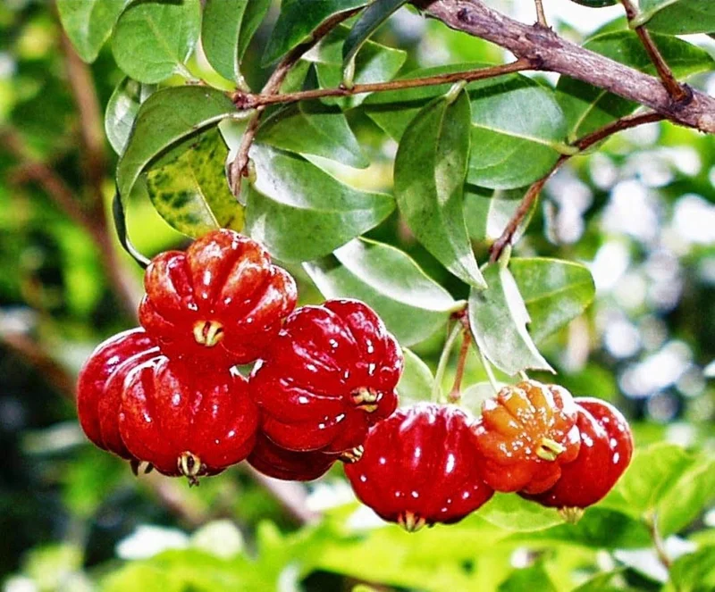 Surinam Cherry Live Plant – Pitanga Fruit Plant – 4 Inch Pot – Outdoor - Image 2