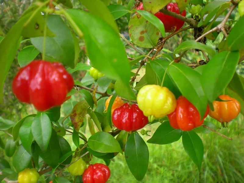 Surinam Cherry Live Plant – Pitanga Fruit Plant – 4 Inch Pot – Outdoor - Image 3