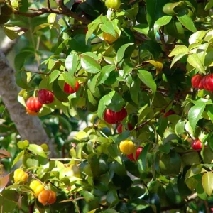 Surinam Cherry Live Plant – Pitanga Fruit Plant – 4 Inch Pot – Outdoor - Image 4