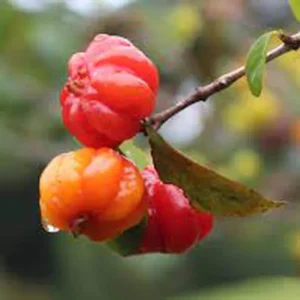 Surinam Cherry Live Plant – Pitanga Fruit Plant – 4 Inch Pot – Outdoor - Image 1