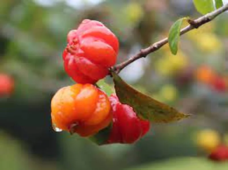 Surinam Cherry Live Plant – Pitanga Fruit Plant – 4 Inch Pot – Outdoor - Image 1