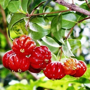 Surinam Cherry Live Plant (Pitanga) – Half Gallon Pot – Edible Fruit Shrub - Image 3