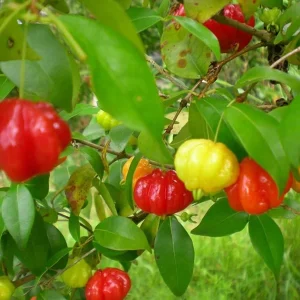 Surinam Cherry Live Plant (Pitanga) – Half Gallon Pot – Edible Fruit Shrub - Image 4