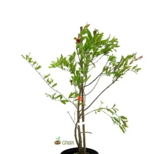 Surinam Cherry Tree Live Plant – 1 Foot Tall – Ship in 6 inch Pot – Outdoor Fruit Tree - Image 2
