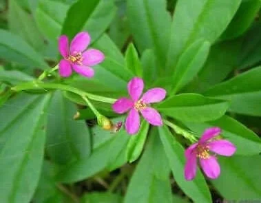 Surinam Spinach Live Plant – African Waterleaf – Talinum fruticosum – 6-12 Inch – Edible Greens - Image 2