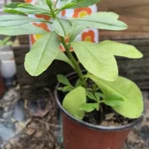 Surinam Spinach Live Plant – African Waterleaf – Talinum fruticosum – 6-12 Inch – Edible Greens - Image 3