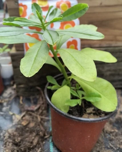 Surinam Spinach Live Plant – African Waterleaf – Talinum fruticosum – 6-12 Inch – Edible Greens - Image 3