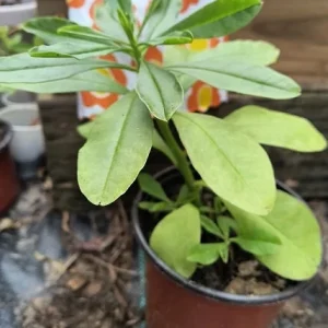 Surinam Spinach Live Plant – African Waterleaf – Talinum fruticosum – 6-12 Inch – Edible Greens - Image 4