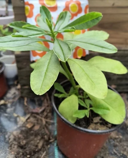 Surinam Spinach Live Plant – African Waterleaf – Talinum fruticosum – 6-12 Inch – Edible Greens - Image 4