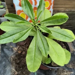 Surinam Spinach Live Plant – African Waterleaf – Talinum fruticosum – 6-12 Inch – Edible Greens - Image 5