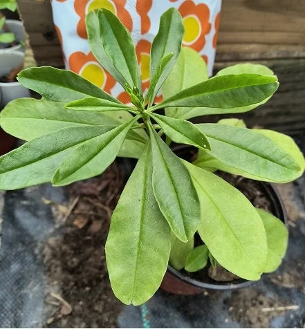 Surinam Spinach Live Plant – African Waterleaf – Talinum fruticosum – 6-12 Inch – Edible Greens - Image 5