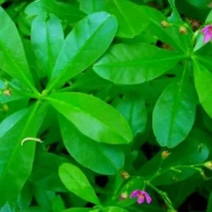 Surinam Spinach Live Plant – African Waterleaf – Talinum fruticosum – 6-12 Inch – Edible Greens - Image 1