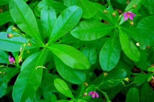 Surinam Spinach Live Plant – African Waterleaf – Talinum fruticosum – 6-12 Inch – Edible Greens - Image 1