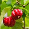 Suriname Cherry Live Plant - 4" Pot - Tropical Fruit Shrub, Eugenia uniflora - Image 1