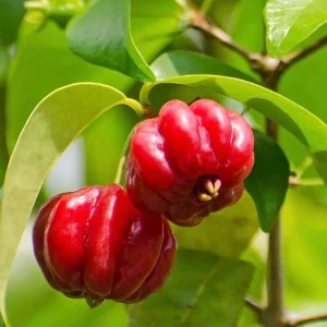 Suriname Cherry Live Plant - 4