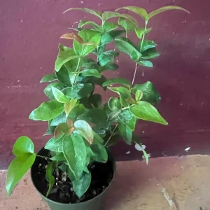 Suriname Cherry Live Plant - 4