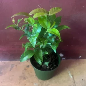 Suriname Cherry Live Plant - 4