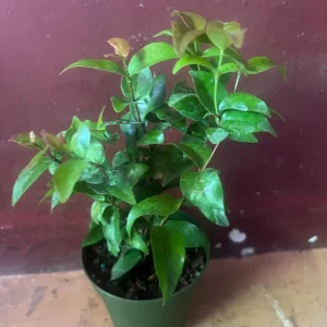 Suriname Cherry Live Plant - 4