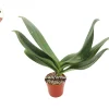 Surprise Orchid Live Plant - 4 inch Pot - Unique Color Potted Houseplant - Image 1