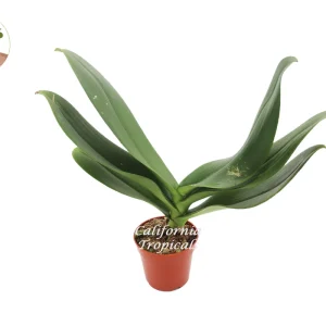 Surprise Orchid Live Plant - 4 inch Pot - Unique Color Potted Houseplant - Image 1