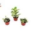 Surprise Peperomia Live Plant - 4'' Potted Indoor Houseplant - Image 1