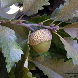 Swamp Chestnut Oak Tree Live Plant (Quercus michauxii) 12-24 Inches Tall - Outdoor Deciduous - Image 3