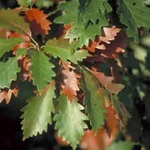 Swamp Chestnut Oak Tree Live Plant (Quercus michauxii) 12-24 Inches Tall - Outdoor Deciduous - Image 1