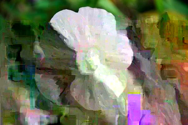 Swamp Rose Mallow – Live plant – Flowering shrub – Indoor/Outdoor - Image 2