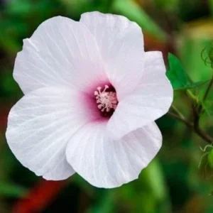 Swamp Rose Mallow Live Plant - Hardy Hibiscus, Pink Flowers, Outdoor - Image 2