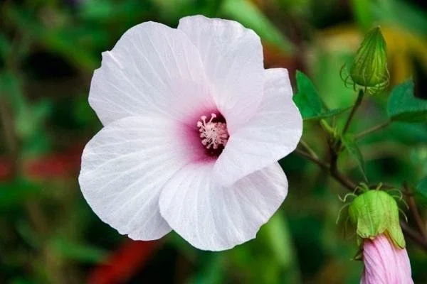 Swamp Rose Mallow Live Plant - Hardy Hibiscus, Pink Flowers, Outdoor - Image 1