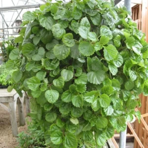 Swedish Ivy Creeping Charlie Live Plant – Plectranthus – Indoor Starter Plant - Image 2