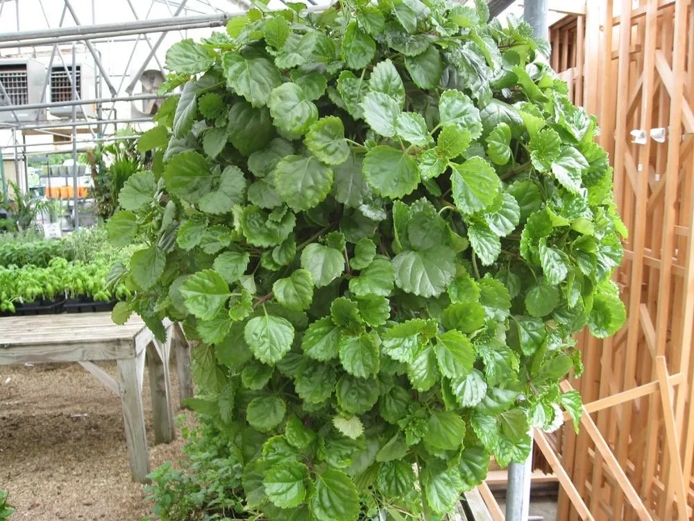 Swedish Ivy Creeping Charlie Live Plant – Plectranthus – Indoor Starter Plant - Image 2
