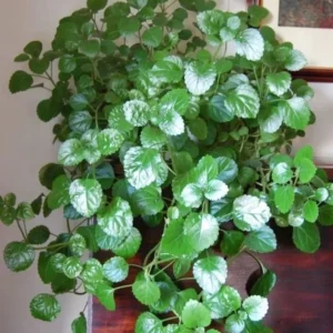 Swedish Ivy Creeping Charlie Live Plant – Plectranthus – Indoor Starter Plant - Image 3