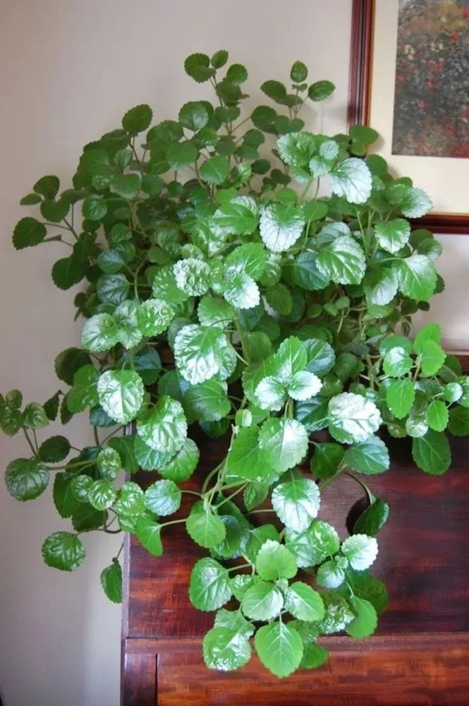 Swedish Ivy Creeping Charlie Live Plant – Plectranthus – Indoor Starter Plant - Image 3
