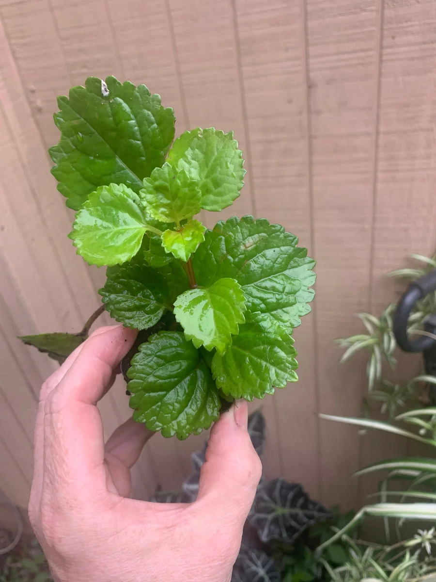 Swedish Ivy Creeping Charlie Live Plant – Plectranthus – Indoor Starter Plant - Image 1