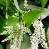 Sweet Almond Bush Live Plant - Aloysia virgata in 6 inch Pot - Image 1