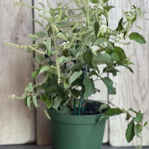Sweet Almond Bush Live Plant - Aloysia virgata in 6 inch Pot - Image 3