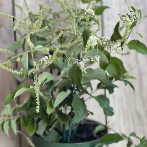 Sweet Almond Bush Live Plant - Aloysia virgata in 6 inch Pot - Image 4