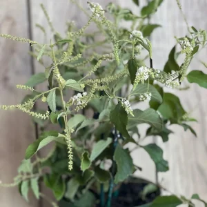 Sweet Almond Bush Live Plant - Aloysia virgata in 6 inch Pot - Image 5