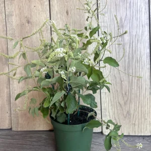 Sweet Almond Bush Live Plant - Aloysia virgata in 6 inch Pot - Image 7