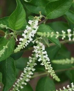 Sweet Almond Fragrance Live Bush Plant – Half Gallon Pot – Outdoor Shrub - Image 2