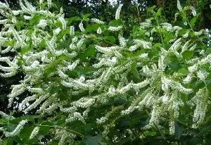 Sweet Almond Fragrance Live Bush Plant – Half Gallon Pot – Outdoor Shrub - Image 1