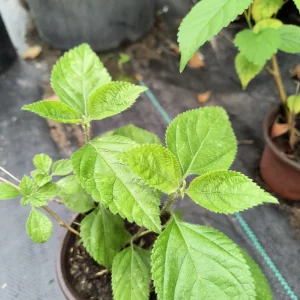 Sweet Almond Fragrance Live Bush Plant – Half Gallon Pot – Outdoor Shrub - Image 4