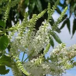 Sweet Almond Plant - Fragrant Shrub Live in Half Gallon Pot - Image 2
