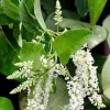 Sweet Almond Plant - Fragrant Shrub Live in Half Gallon Pot - Image 1