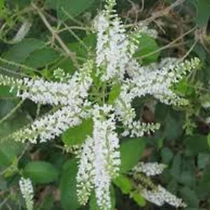 Sweet Almond Plant - Fragrant Shrub Live in Half Gallon Pot - Image 3